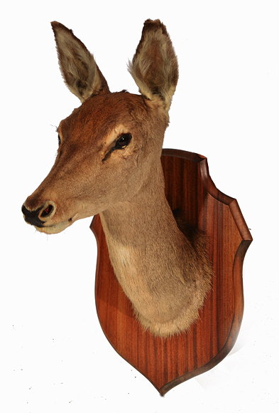 Appraisal: A MID TH CENTURY TAXIDERMY HINDS HEAD mounted on a