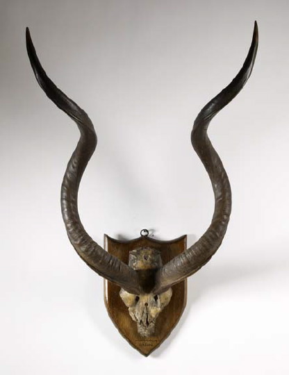 Appraisal: Large Pair of African Masailand Antelope Horns mounted on an