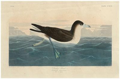 Appraisal: Havell edition Audubon print Dusty Petrel hellip Pufinus Obscurus plate