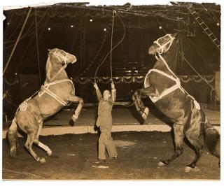 Appraisal: Group of Equestrian Photographs Various dates and publishers ca s