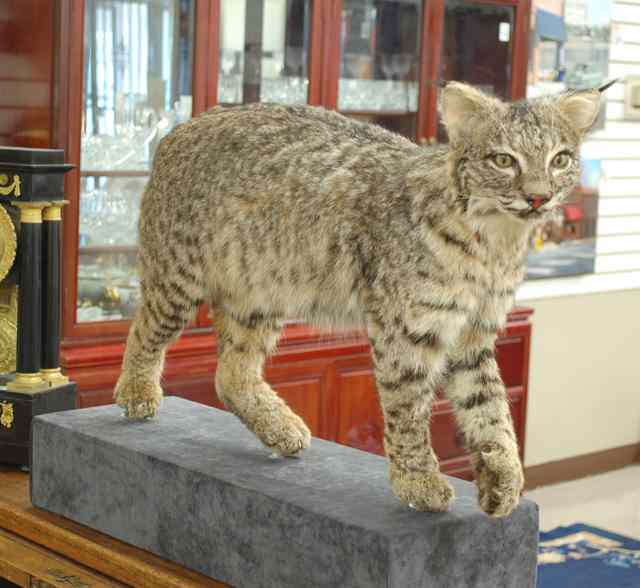 Appraisal: NORTH AMERICAN BOBCAT LYNX RUFUS TAXIDERMY MOUNT a full-mount specimen