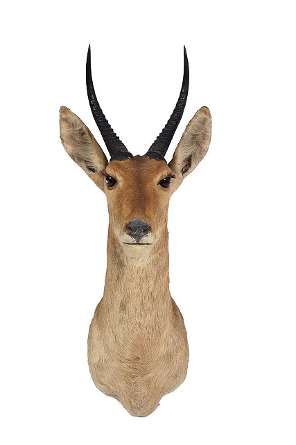 Appraisal: A PRESERVED ANTELOPE HEAD cm high overall