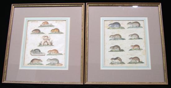 Appraisal: C Grof two early hand colored prints biological species studies