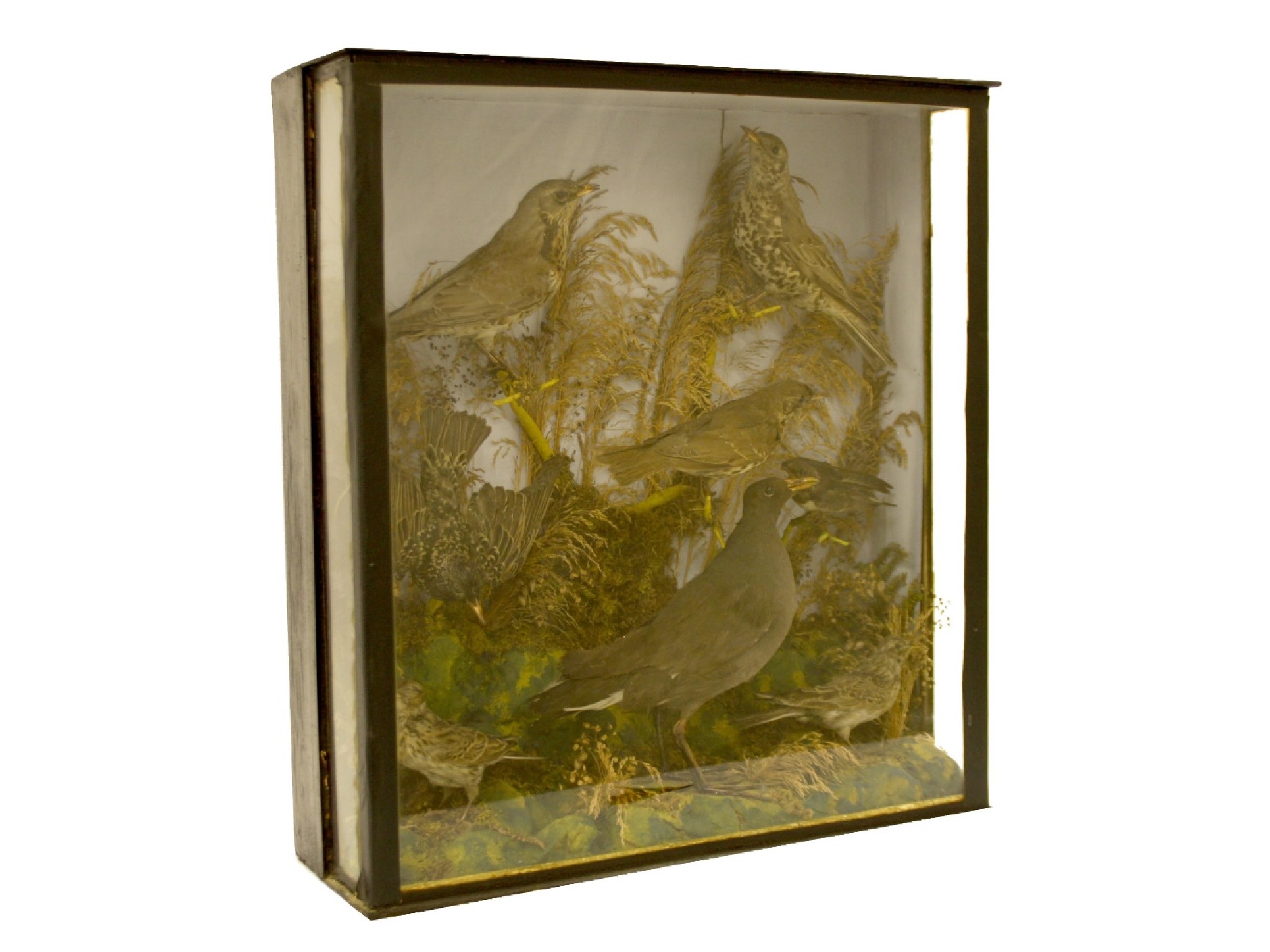 Appraisal: Taxidermy Study - cased group of British birds to include