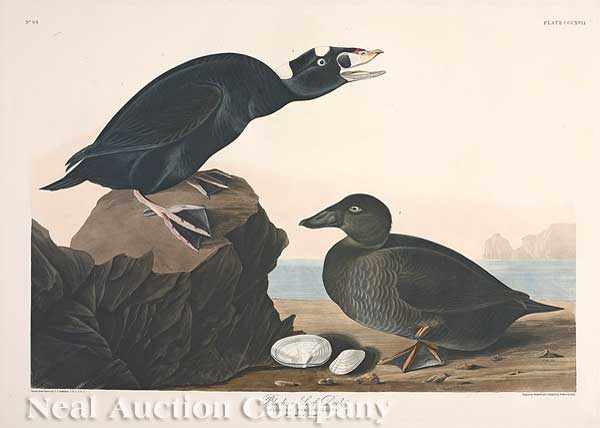 Appraisal: John James Audubon American - Black or Surf Duck Plate