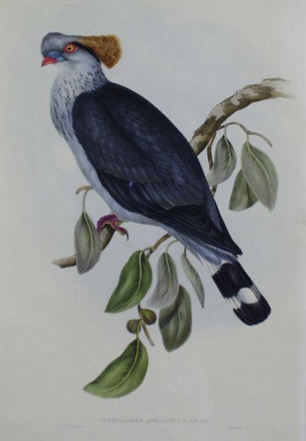 Appraisal: Top-Knot Pigeon Lopholaimus Antarcticus Lithograph by Elizabeth Gould