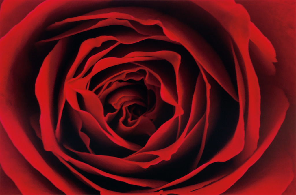 Appraisal: ERNST HAAS - Rose Dye transfer print the image measuring