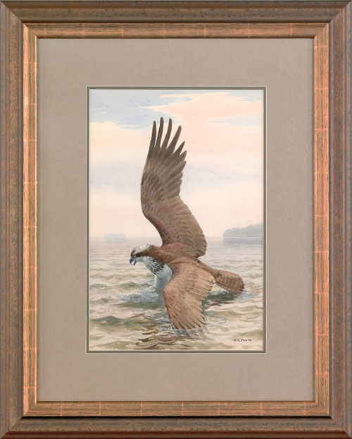 Appraisal: Earl Lincoln Poole American - watercolor of an osprey signed