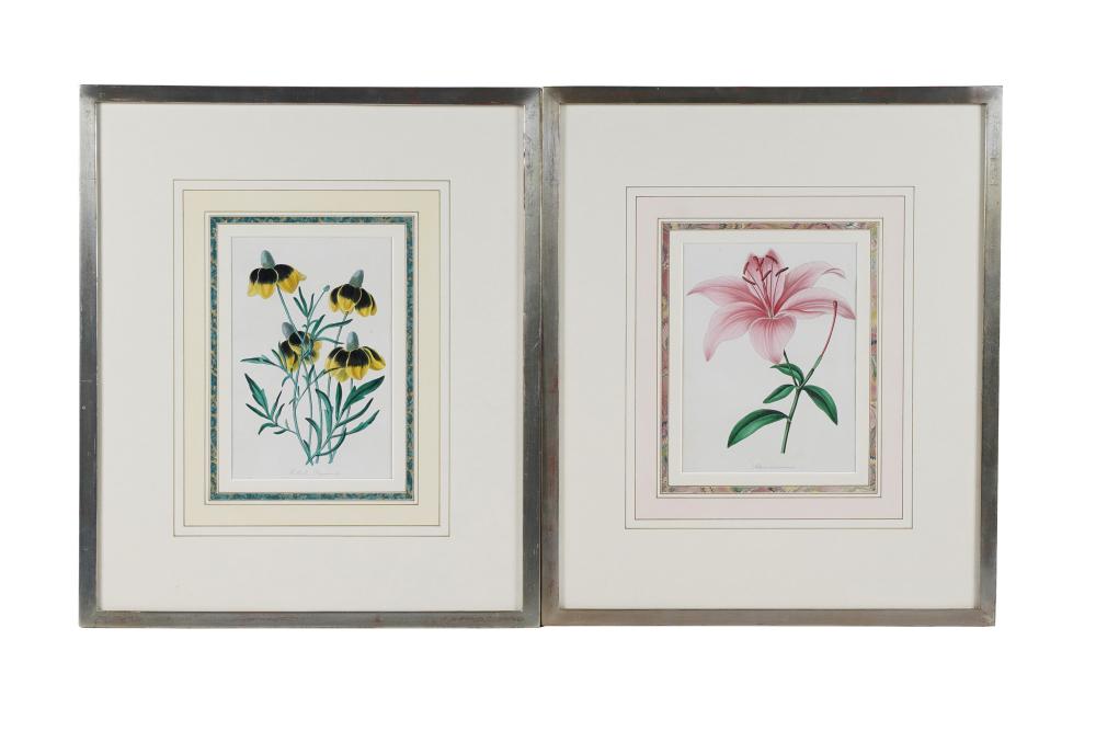 Appraisal: GROUP OF BOTANICAL PRINTScolored engravings prints each x inches frame