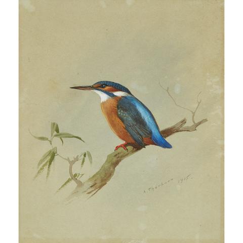 Appraisal: Archibald Thornburn - STUDY OF A COMMON KINGFISHER Scottish Watercolour