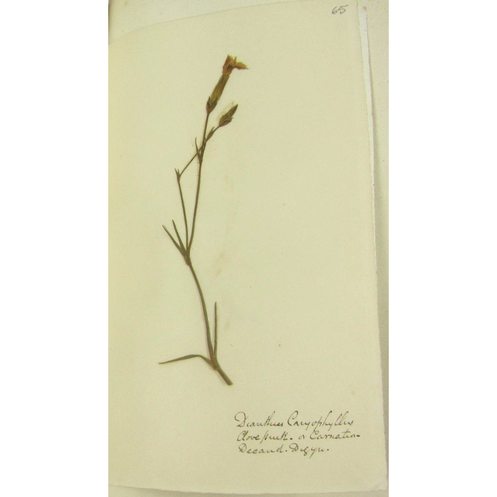 Appraisal: Scottish botanical specimens - label on spine Wild Flowers and