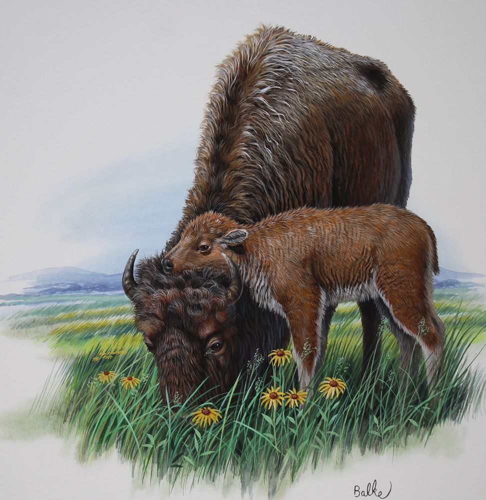 Appraisal: Don Balke B American Bison Original Don Balke North Carolina