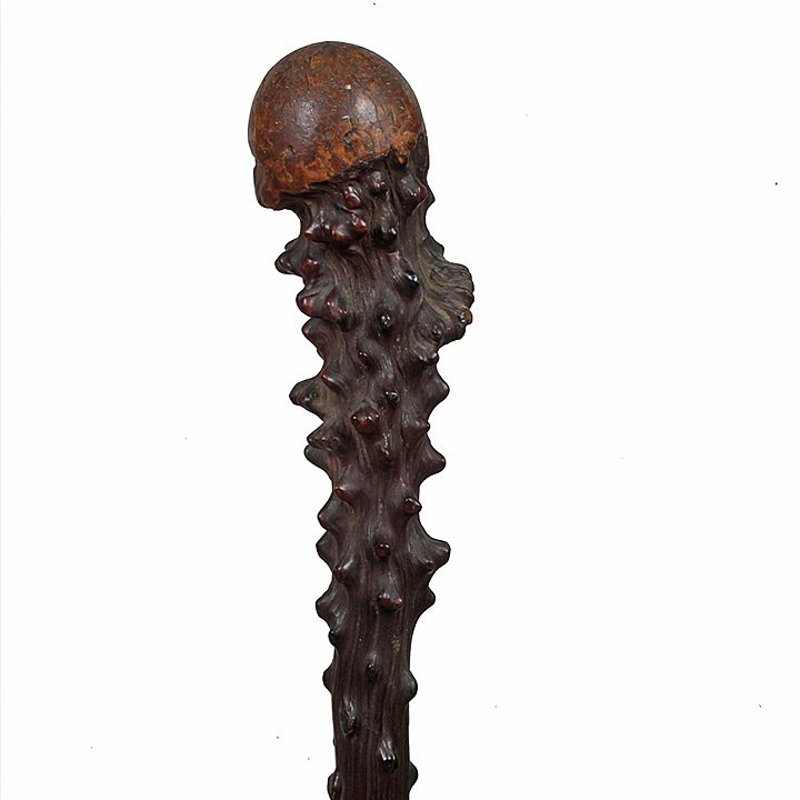 Appraisal: Large Burl Cane Early th Century- A wonderful exotic wood