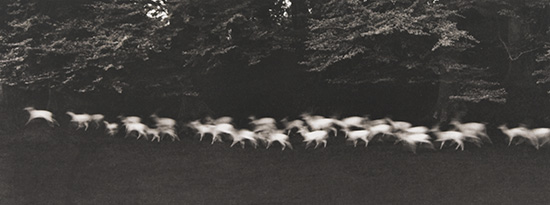 Appraisal: CAPONIGRO PAUL - Running White Deer Ireland Platinum print x