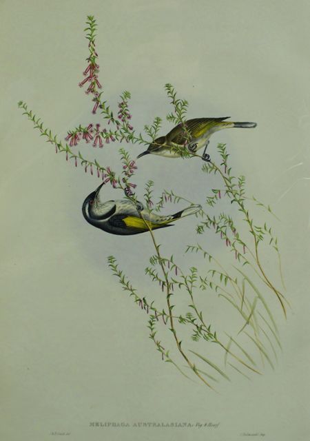 Appraisal: Tasmanian Honey-eater Meliphaga Australasiana Lithograph by Elizabeth Gould