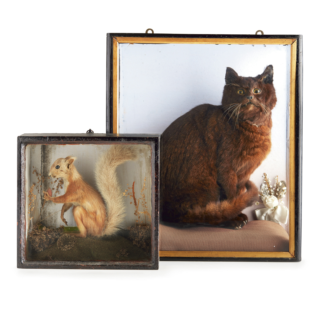 Appraisal: VICTORIAN CASED TAXIDERMY CAT AND RED SQUIRREL LATE TH CENTURY