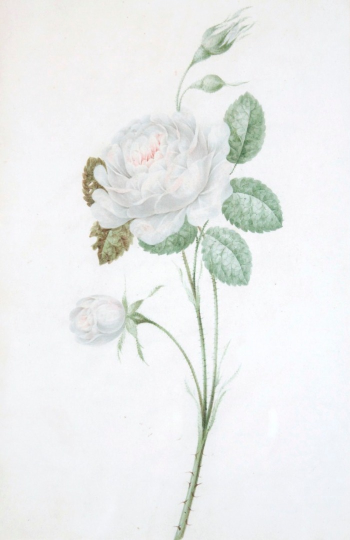 Appraisal: thC English School Still life single rose watercolour unsigned cm