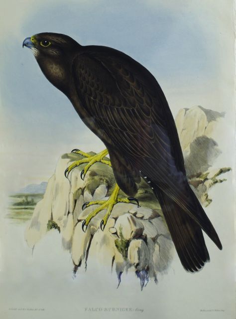 Appraisal: Black Falcon Falco Subniger