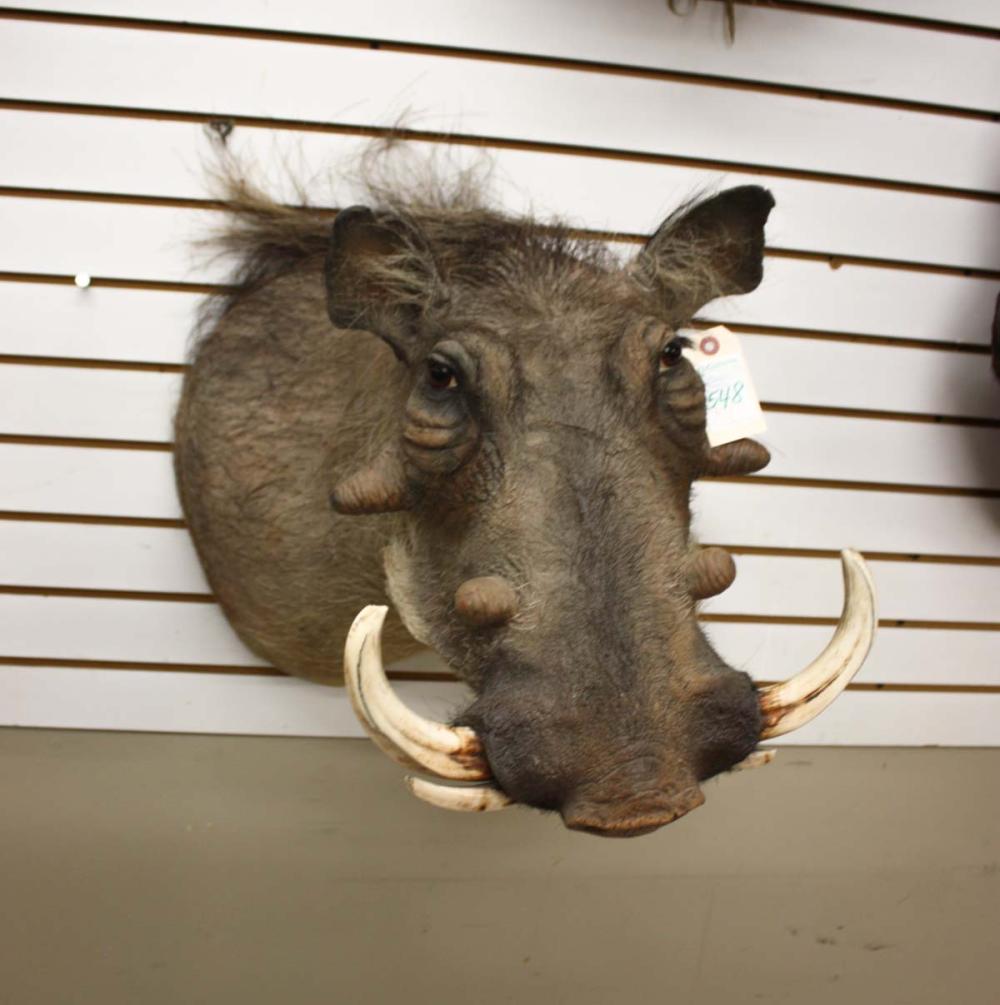 Appraisal: AFRICAN GAME TROPHY MOUNT warthog head shoulder mount with tusks