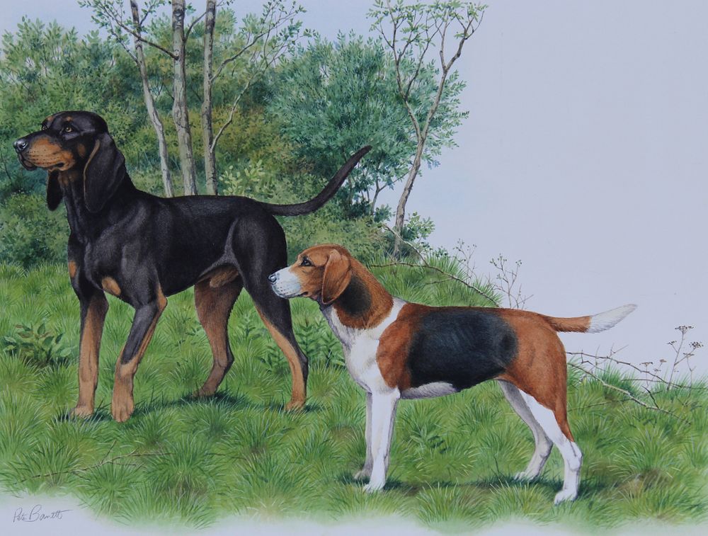 Appraisal: Peter Barrett B Coonhound and Foxhound Peter Barrett B Black