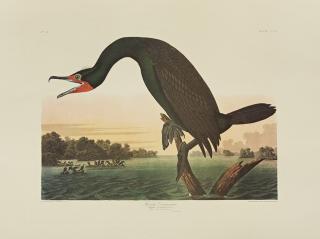 Appraisal: John James Audubon - Florida Cormorant No Plate Amsterdam edition