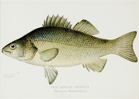 Appraisal: Sherman Denton after American - LAKE FISH color lithographs framed