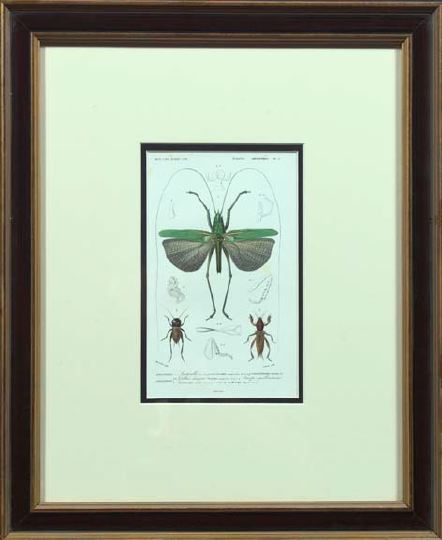 Appraisal: British School Mid- th Century Insects suite of seven hand-colored