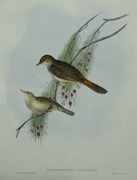 Appraisal: Rufous-tinted Cincloramphus Cincloramphus Rufescens