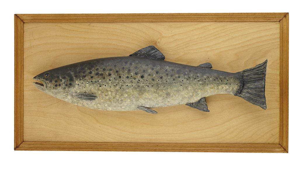 Appraisal: PAINTED MODEL OF A TROUT TH CENTURY on moulded softwood