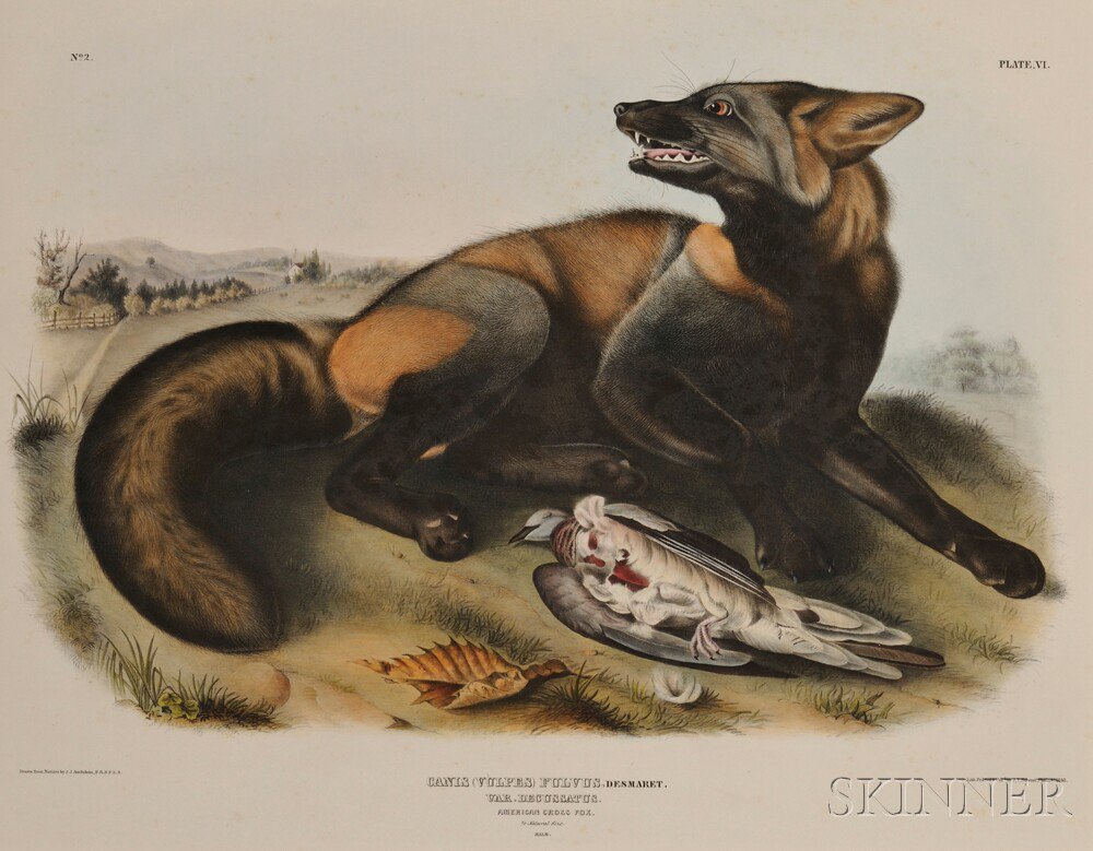 Appraisal: Audubon John James - American Cross Fox Plate VI from