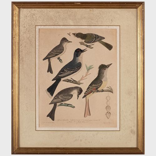 Appraisal: AFTER ALEXANDER WILSON - ORNITHOLOGICAL PRINTS FIVE PLATESFive engravings with