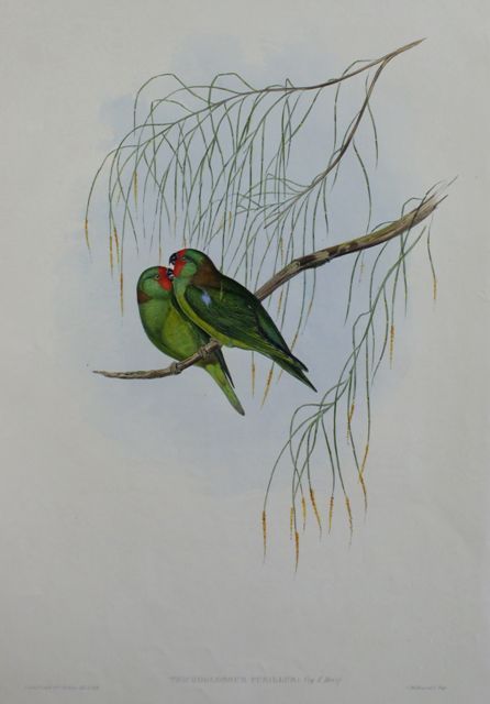 Appraisal: Little Lorikeet Trichoglossus Pusillus