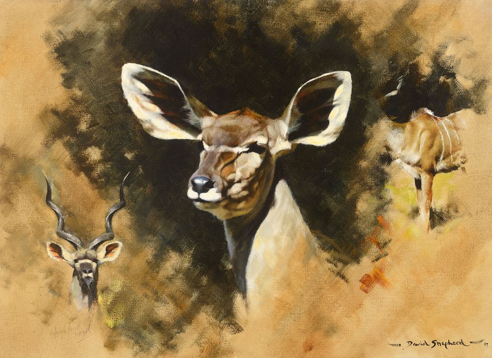 Appraisal: David Shepherd - Kudu David Shepherd - Kudu oil on