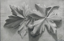 Appraisal: French School ca Chestnut leaves and chestnut Charcoal on paper