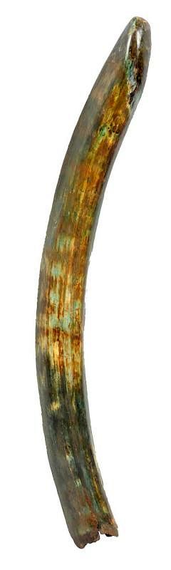 Appraisal: Fossilized Elephant Tusk Nice original example Beautiful color and patina