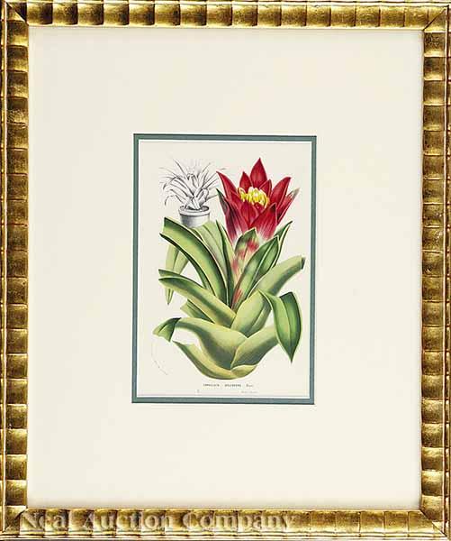 Appraisal: A Group of Eight Hand-Colored Lithographs of Exotic Trees and