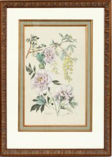 Appraisal: TAMBERG HAND COLORED LITHOGRAPH PL TAMBERG HAND COLORED LITHOGRAPH PL