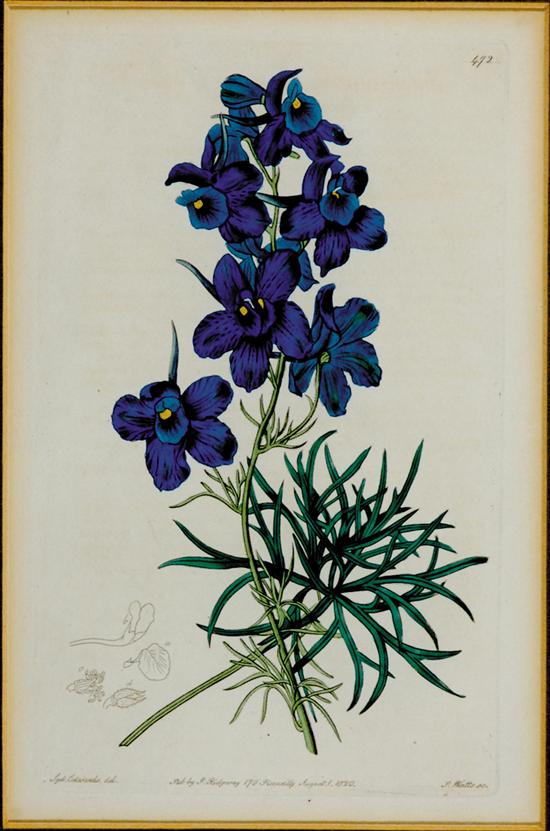 Appraisal: British botanical prints FLORAL SPECIMENS hand-colored engravings framed inscribed lower