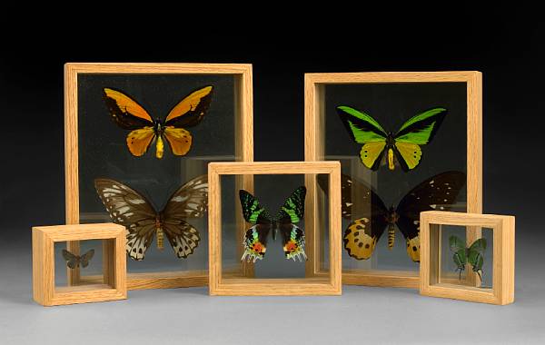 Appraisal: Framed Butterfly Collection Lepidoptera Worldwide Localities This collection consists of