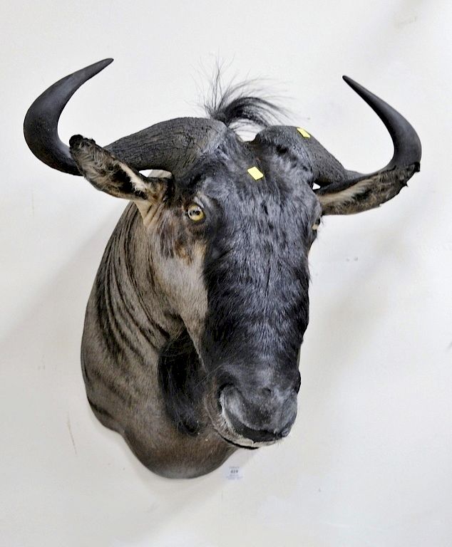 Appraisal: Blue wildebeest taxidermy shoulder mount dp in Blue wildebeest taxidermy