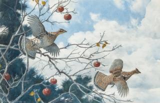 Appraisal: Aiden Lassell Ripley - Ruffed Grouse and Apples signed A