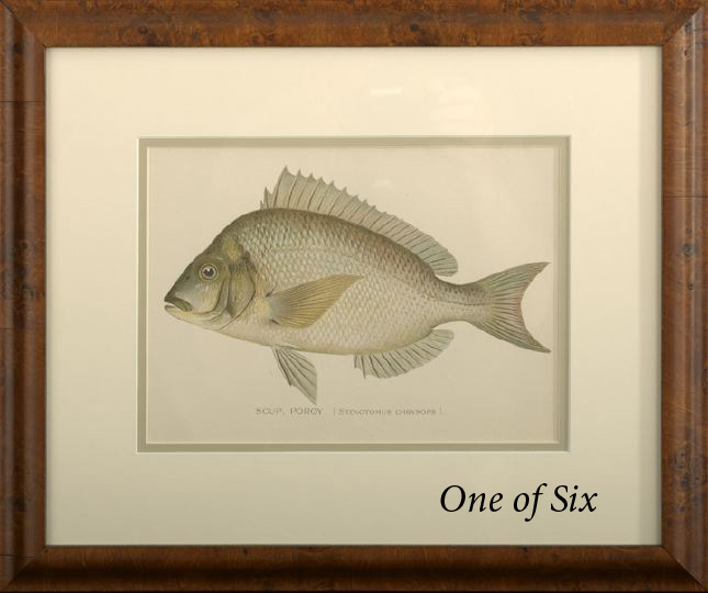 Appraisal: American School Late th Century Fish suite of six chromolithographs