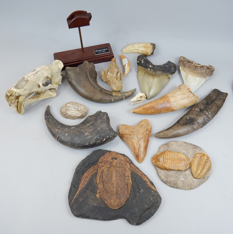 Appraisal: A large quantity of museum replica fossils to include sharks