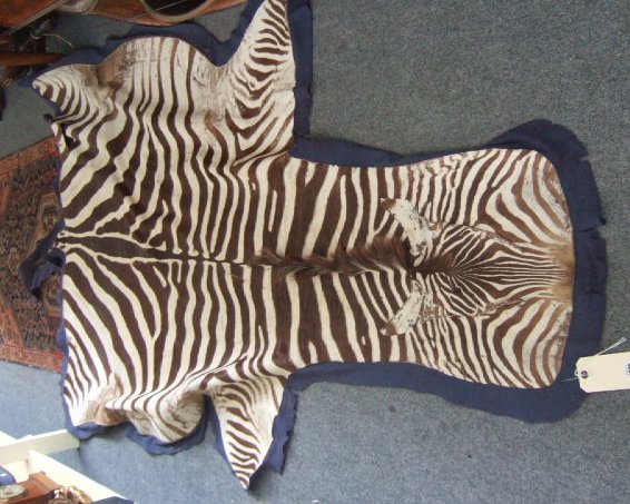 Appraisal: A zebra skin rug cm long