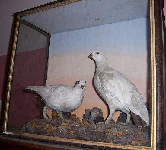 Appraisal: A taxidermy case containing two white grouse cm wide