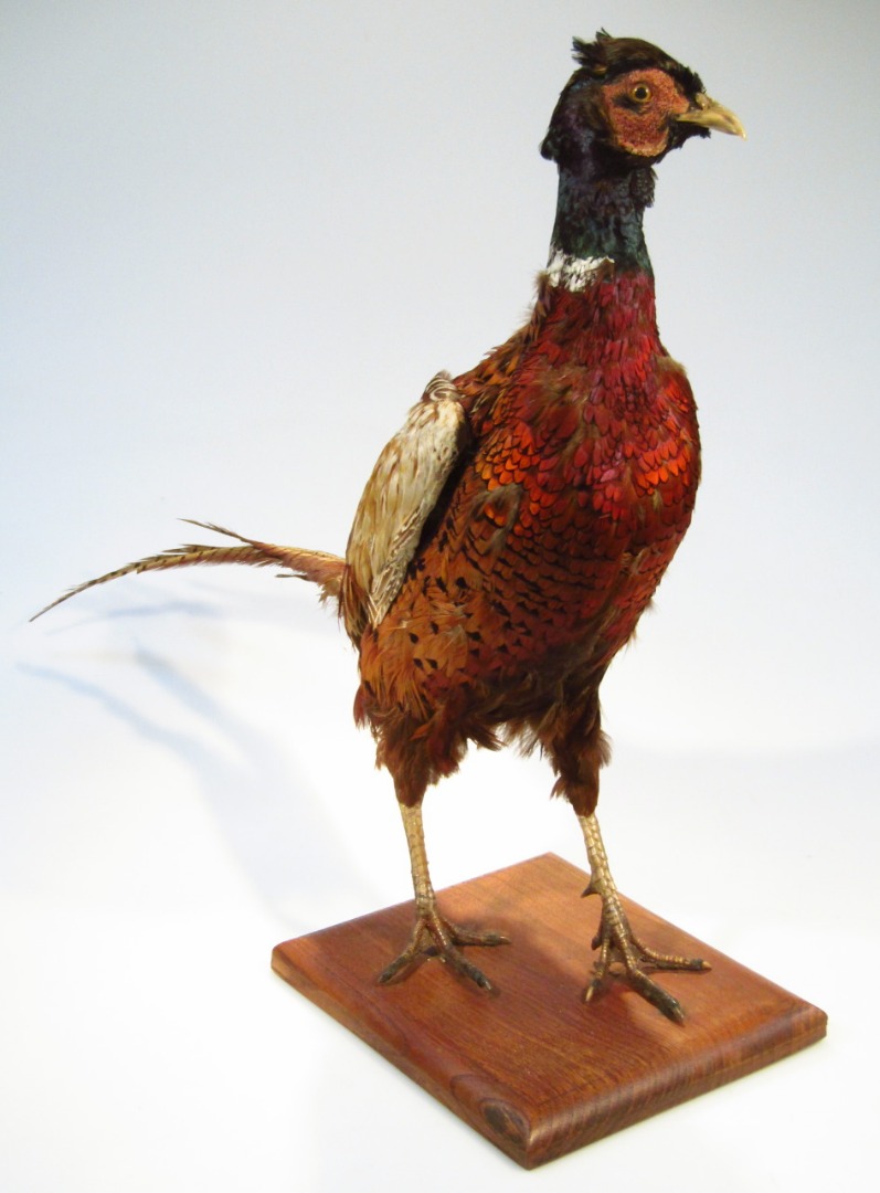 Appraisal: A mid- thC taxidermy model of a pheasant on a