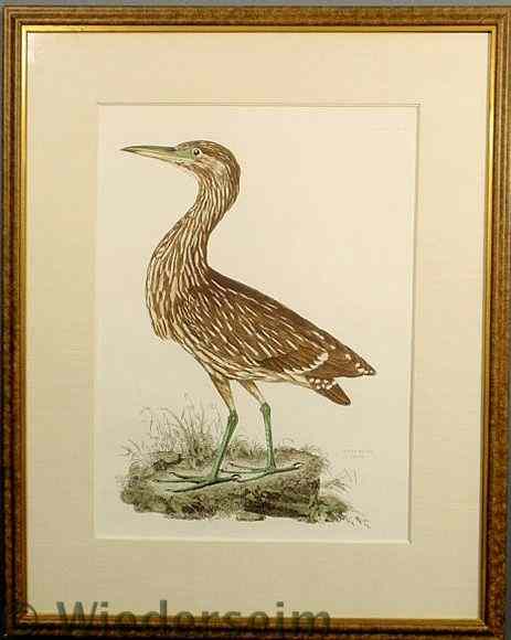 Appraisal: Framed and matted print of a night heron x