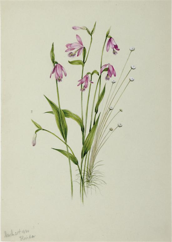 Appraisal: Eliza M Mourraille American fl ADDER'S MOUTH ORCHID watercolor on