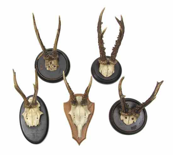 Appraisal: A Collection of Nineteen Antlers of various sizes each mounted