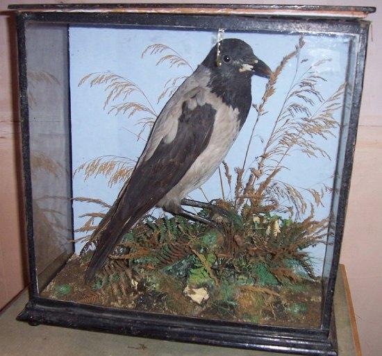 Appraisal: A taxidermy case containing a bird the case on bun